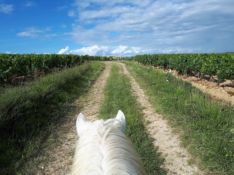 A Cheval Dans L'Yonne - photo 1