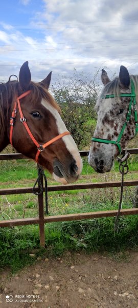 A Cheval Dans L'Yonne - photo 3