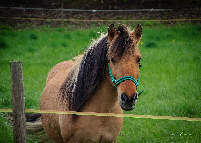 Ecuries de la Maladrerie - photo 2