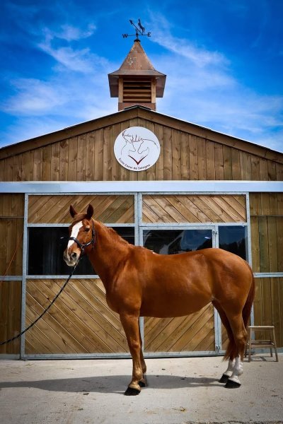 Ecurie coeur de sologne - photo 1