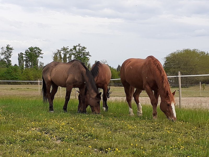 Ecurie coeur de sologne - photo 2
