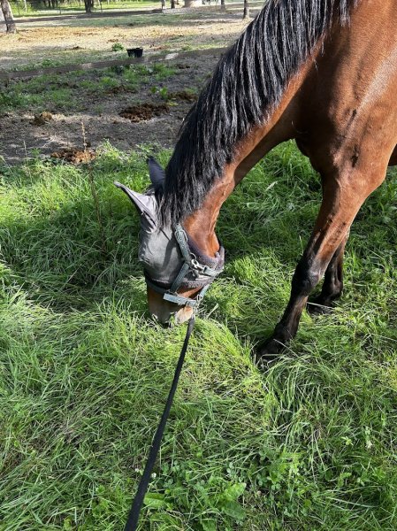 Ecurie du Genêt - photo 2