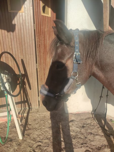 Ecuries d'Ella-Es - photo 1