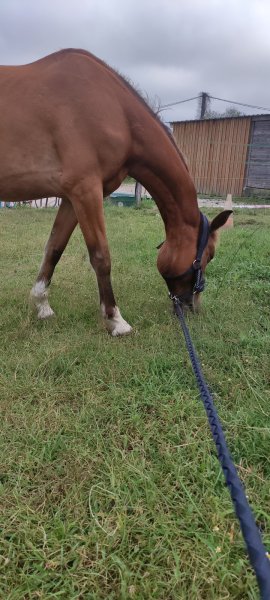 Ecuries d'Ella-Es - photo 2