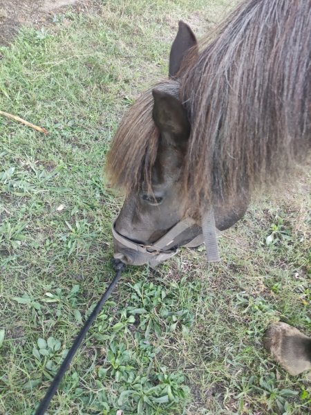 Ecuries d'Ella-Es - photo 3