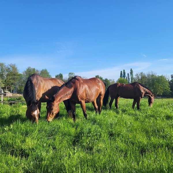 Les Écuries de Brard