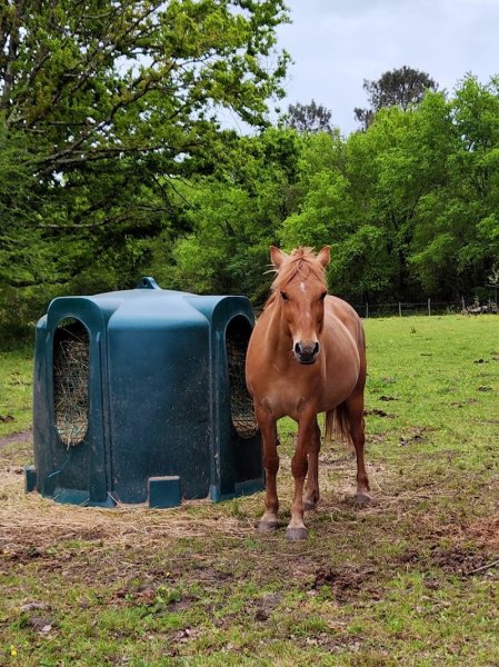 Les Écuries de Brard - photo 2