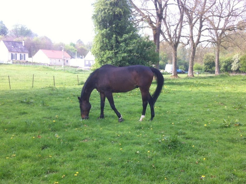 Les écuries d'Esbart - photo 1