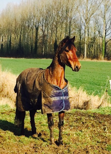 Les écuries d'Esbart - photo 3