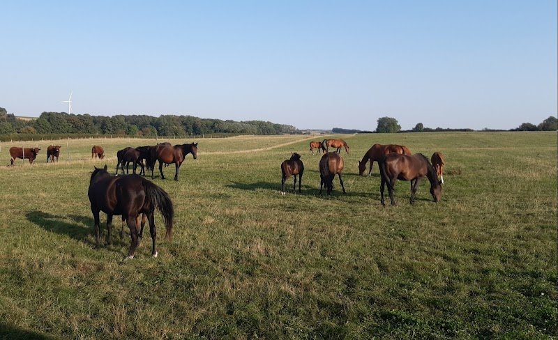 Haras du Saint Georges - photo 2