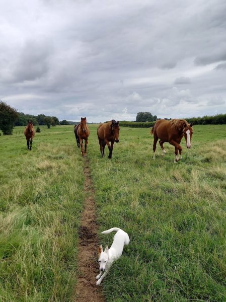 Haras du Saint Georges - photo 3