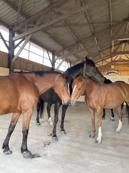 Écurie Active Malouine - photo 2