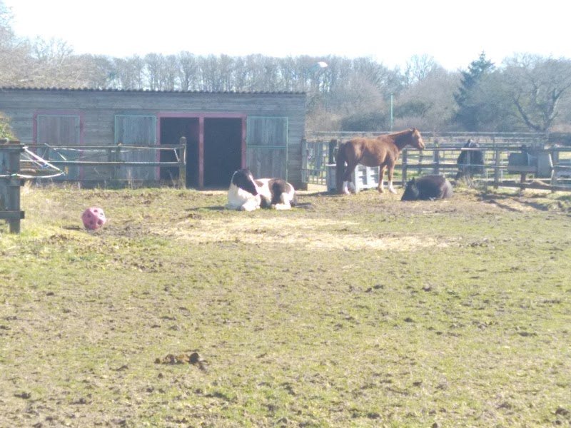 Écurie Grand Bois - photo 3