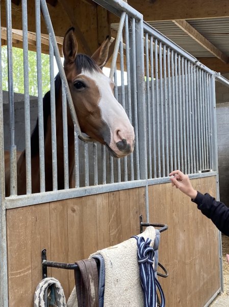 Ecurie des Lys - photo 2