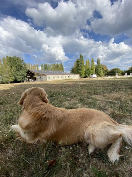 Ecurie des Lys - photo 3