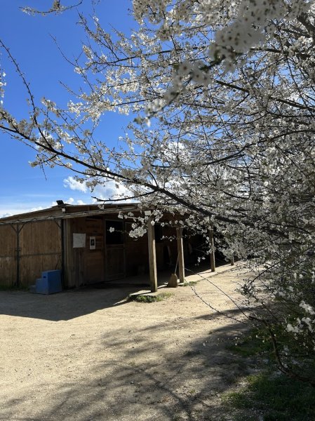 Écurie de la Lys - photo 1