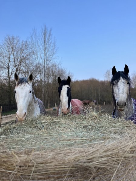 Écurie de la Lys - photo 2