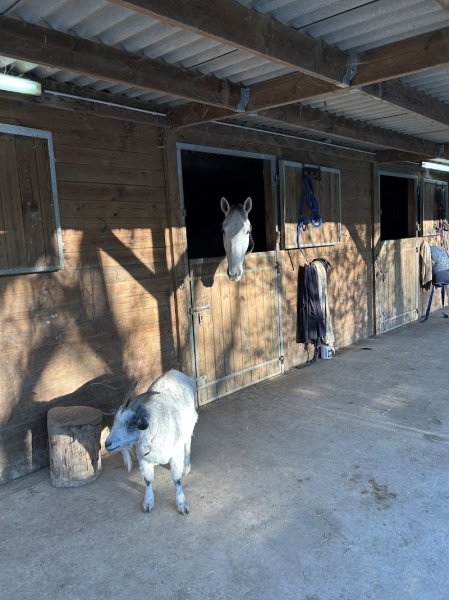 Écurie de la Lys - photo 3