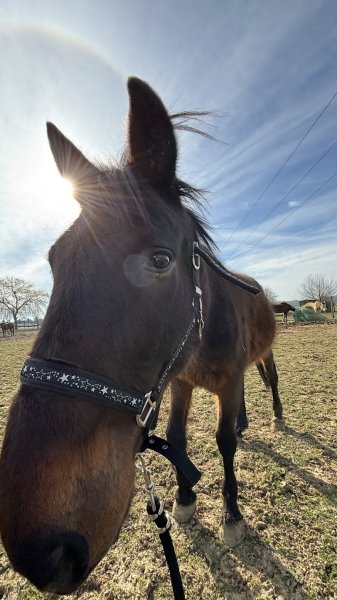 ÉCURIE DES LYS - photo 2