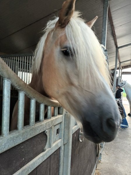 ÉCURIE DES LYS - photo 3