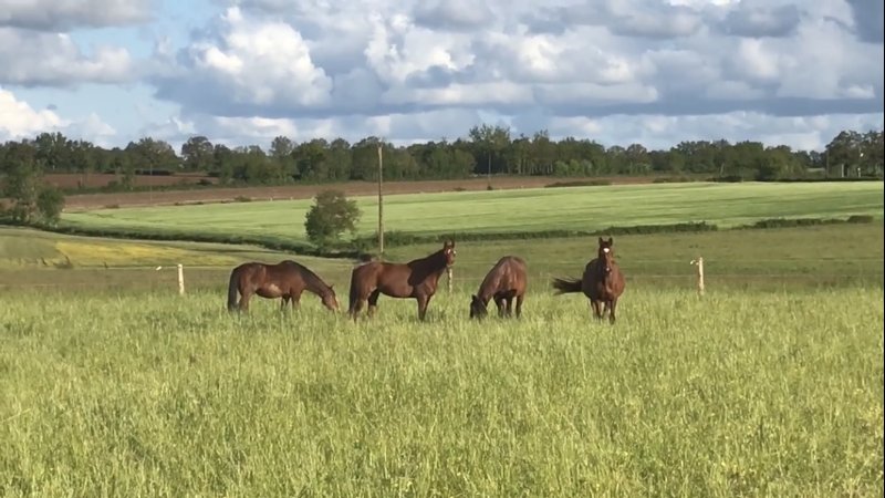 Ecurie de la Morinière - photo 3