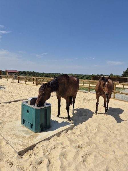 Écurie Active Le Havre d'Océane - photo 2
