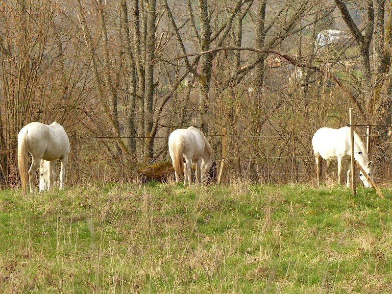 Pension équestre du Rappenkopf - photo 1