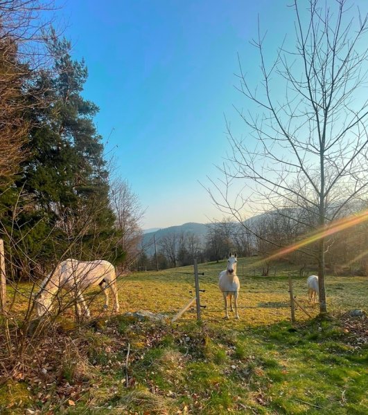 Pension équestre du Rappenkopf - photo 2