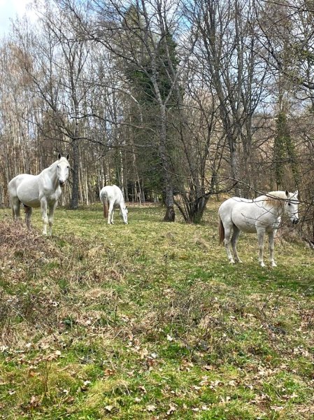 Pension équestre du Rappenkopf - photo 3