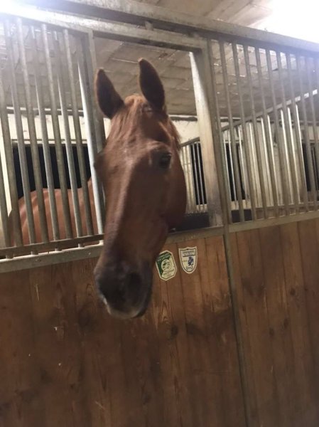 Centre Equestre de Luxeuil - photo 3