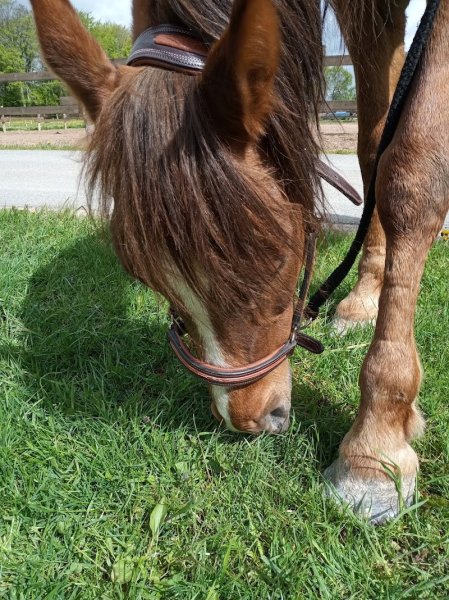 Ferme équestre La Sentinelle - photo 2