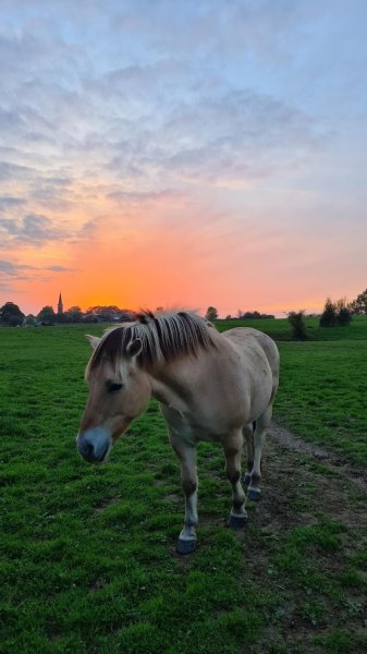 Haras du cheval gris - photo 3