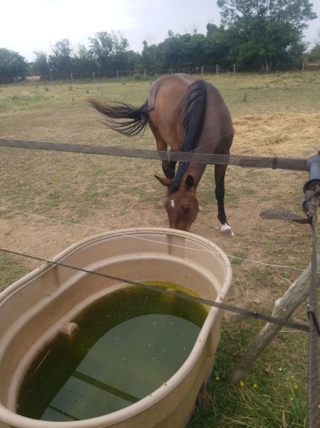 Écurie Saint-Germain - photo 2