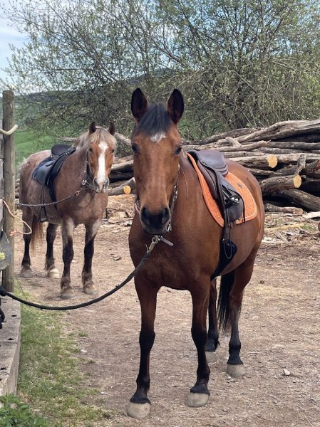 Pension pour chevaux Equi'libre - photo 1