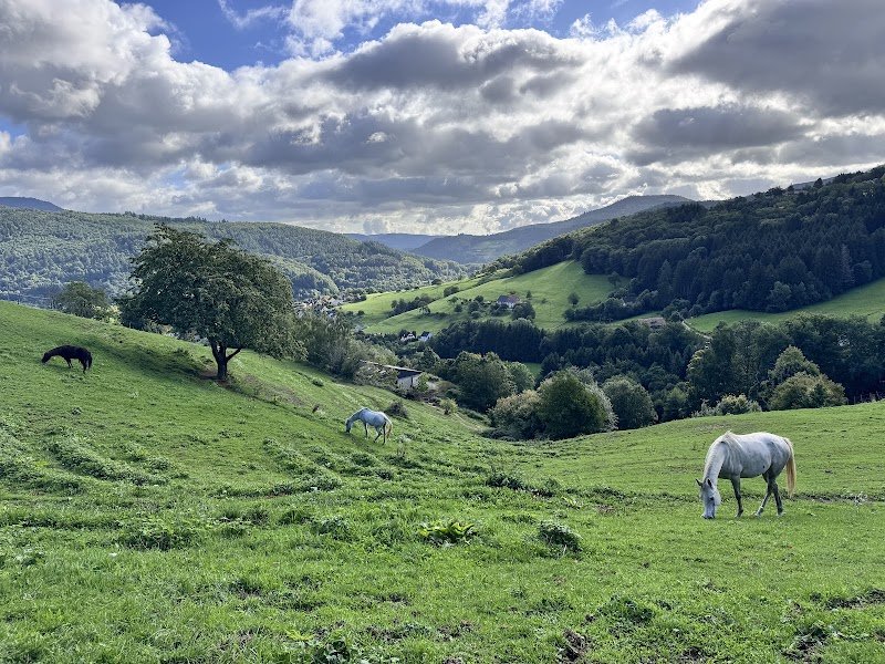 Pension pour chevaux Equi'libre - photo 2