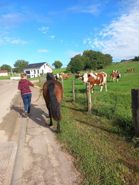 Parler cheval - photo 2