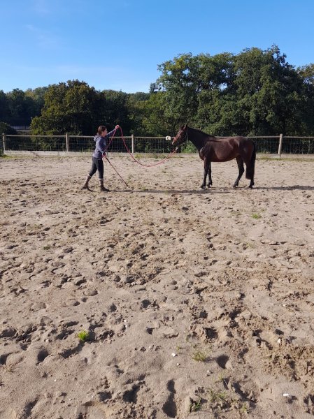 Parler cheval - photo 3