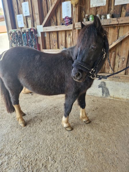 Poney Club Le Picotin - photo 1