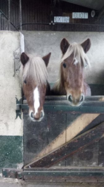 Poney Club Le Picotin - photo 2