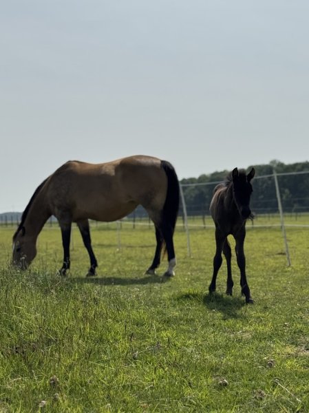 Pension pour chevaux Alain Matigny - photo 2