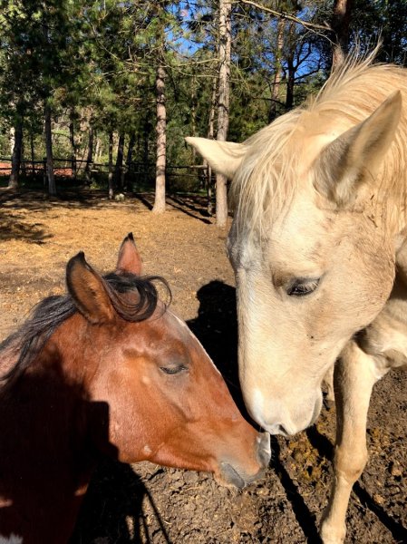 Les Écuries de la Vallée de Chanvre- EVADEC- - photo 3