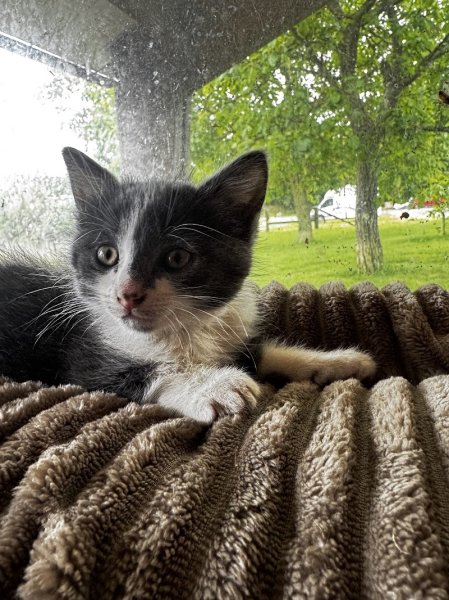 Écurie Caroline Dieudonné - Haras de Launay - photo 3