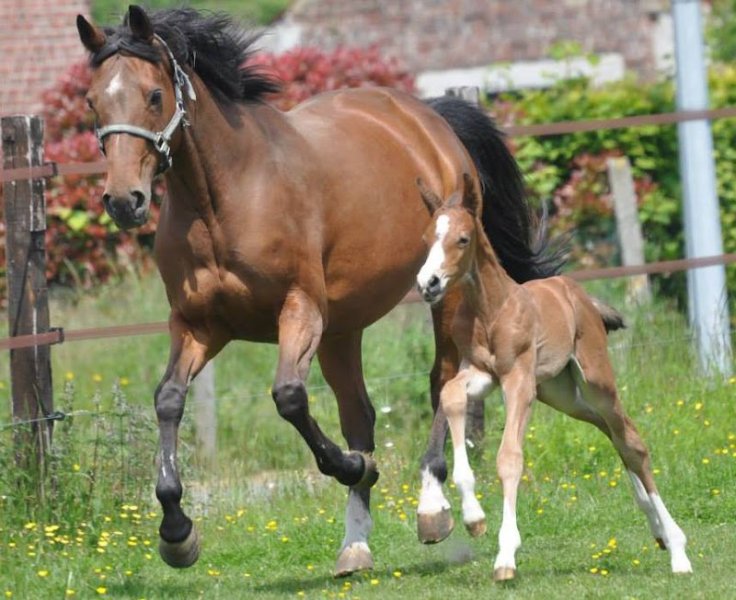 Ecurie des Bruyères