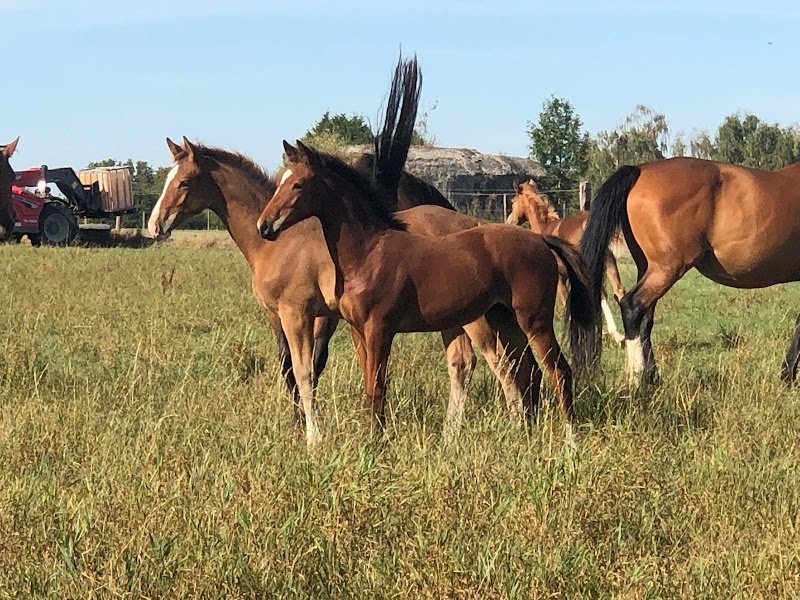 Ecurie des Bruyères - photo 3