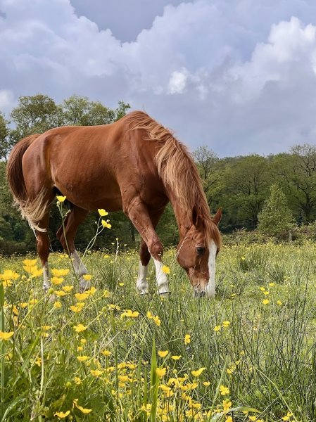 Ecuries du Domaine de la Bignone