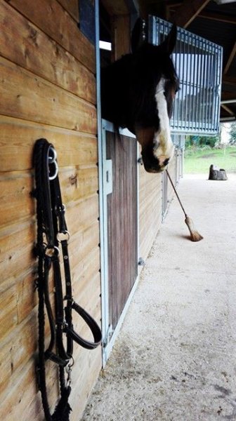 Ecuries du Domaine de la Bignone - photo 2