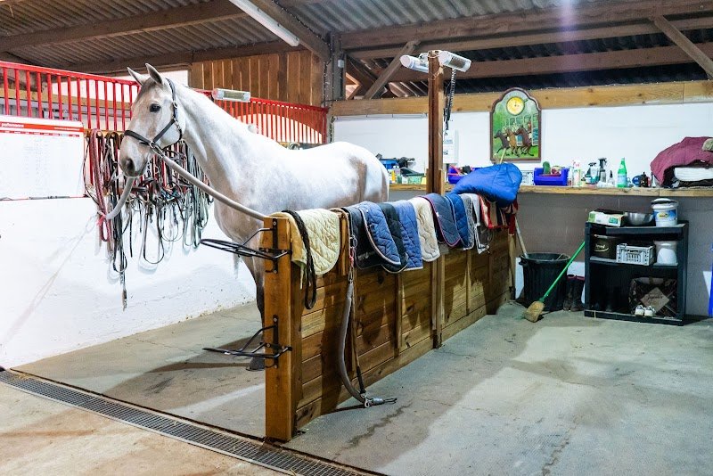 Écurie, élevage et pension pour chevaux - Haras des Vénètes - photo 3