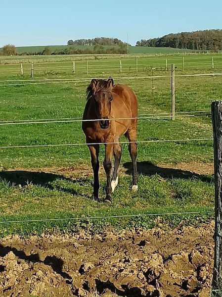 Pearl Horse Ranch - photo 2