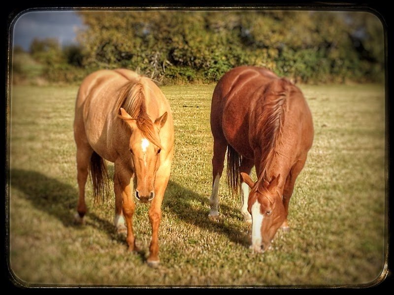 Pearl Horse Ranch - photo 3