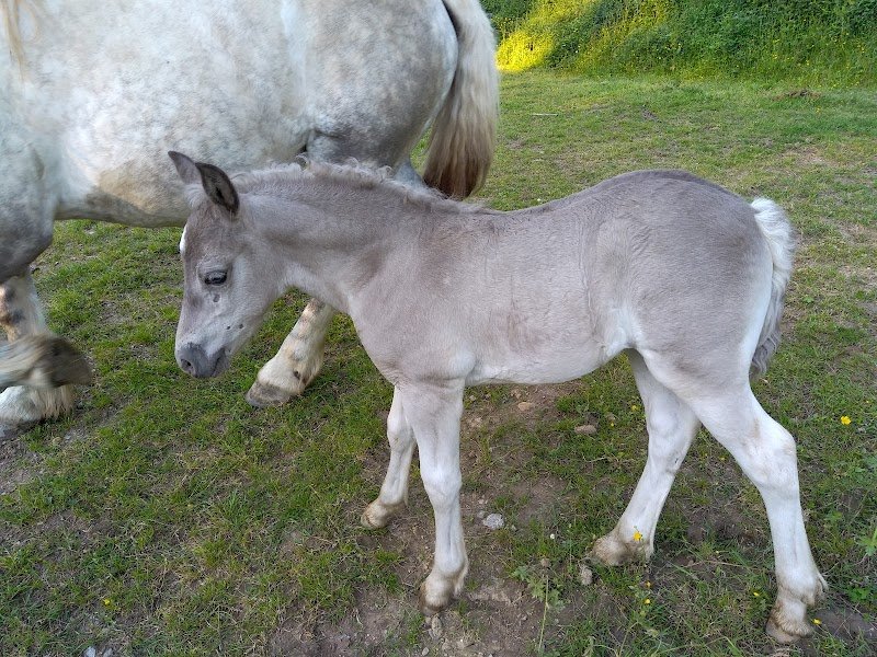 Ecurie des M - photo 1
